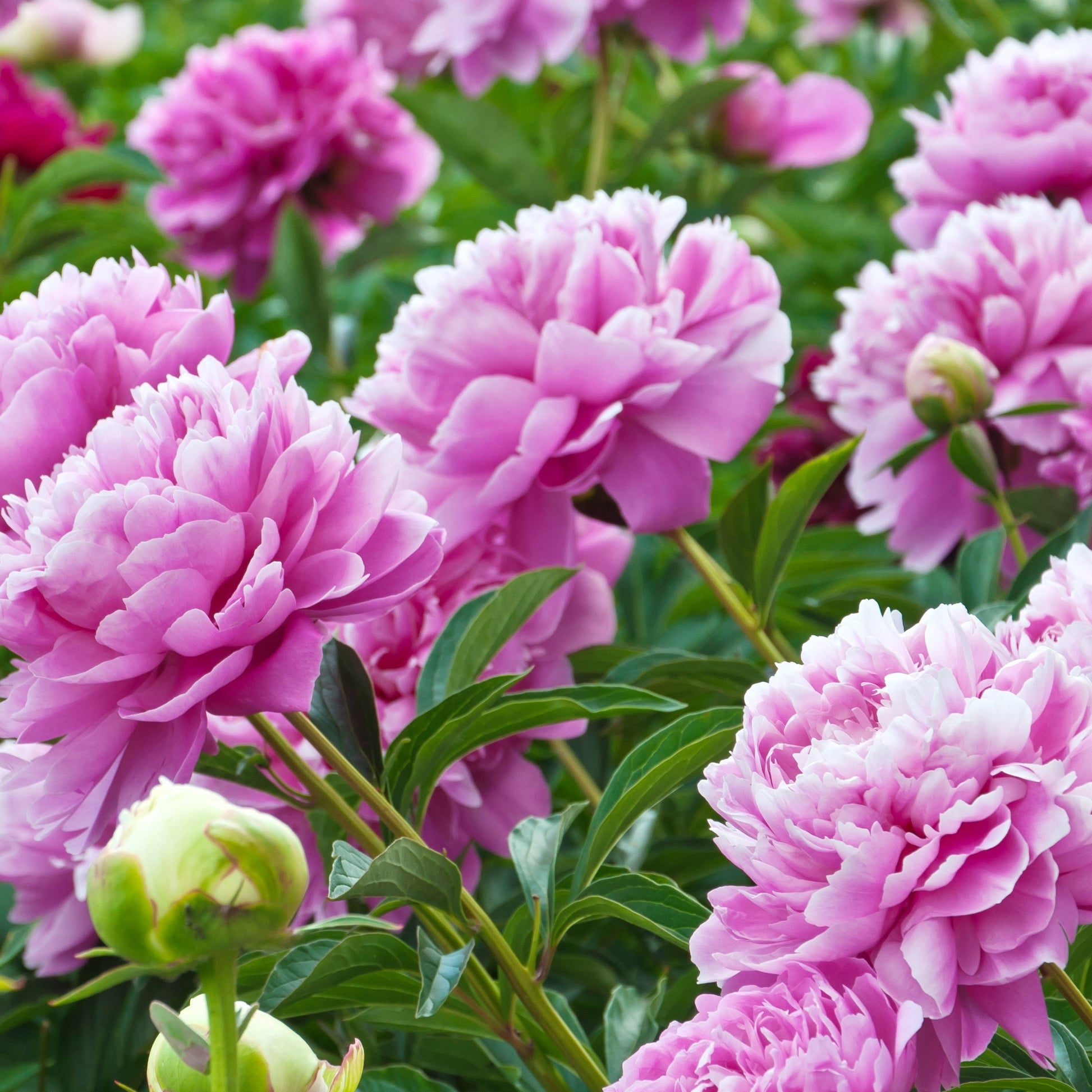 Rosa Pfingstrose - Paeonia lactiflora Sarah Bernhardt - Bakker