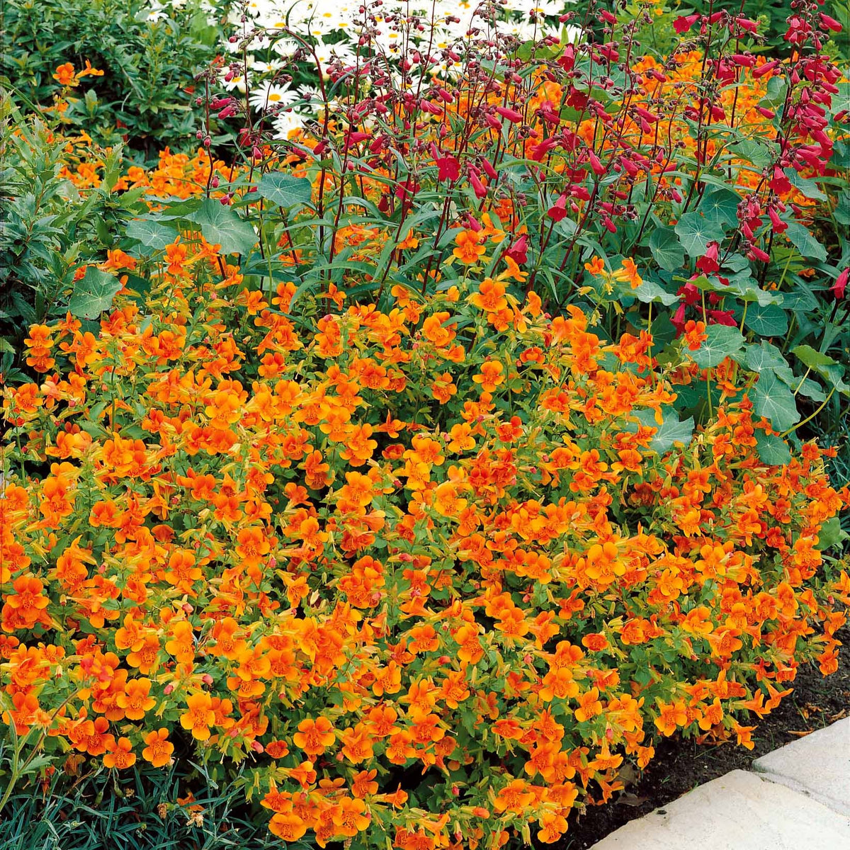 Garten-Gauklerblume (x5) - Bakker