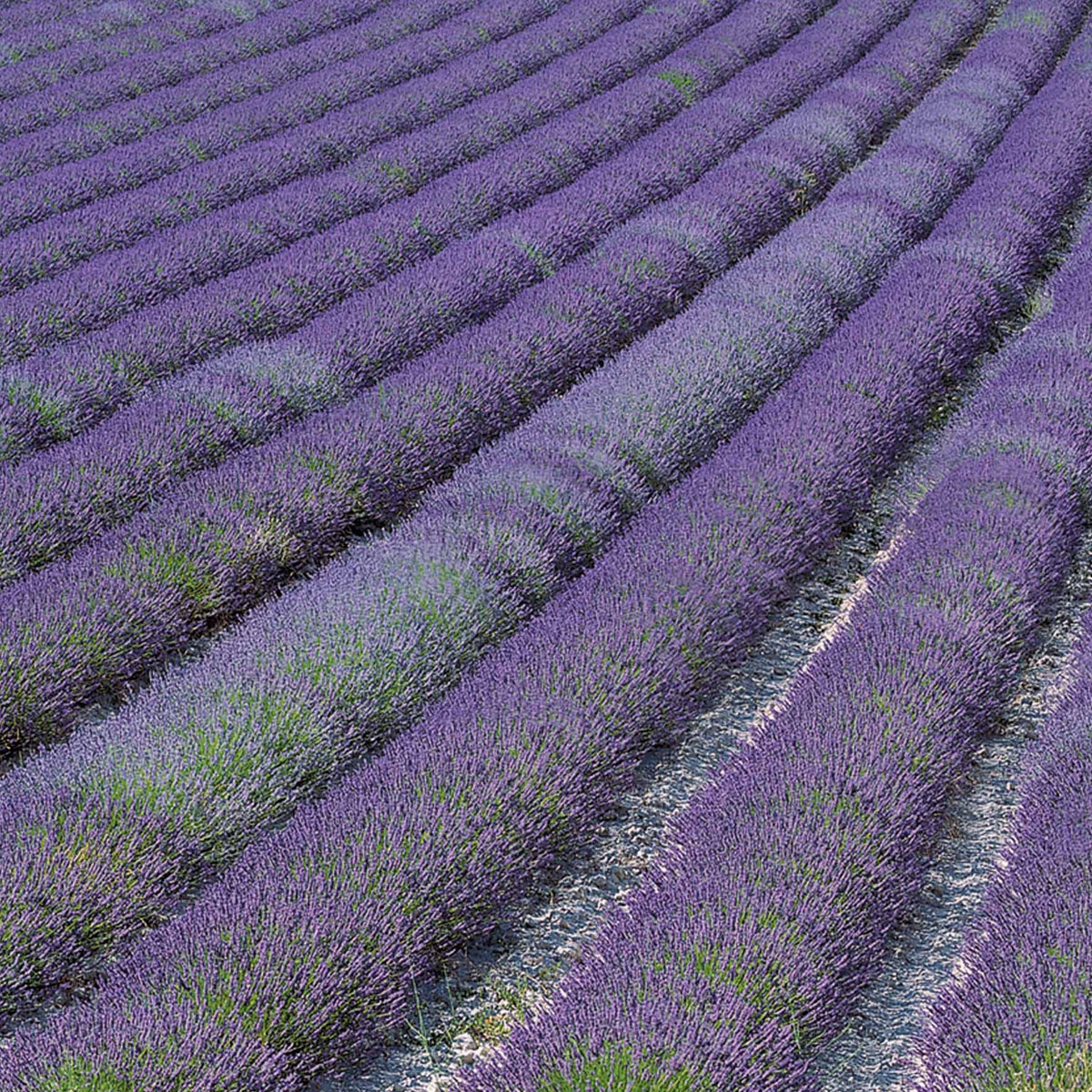 Lavendel - Lavendel ‘Grosso’ - Lavandula angustifolia Grosso