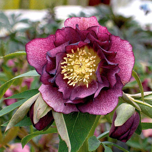 Gefüllte Weihnachtsrosen Veilchen (x2) - Bakker