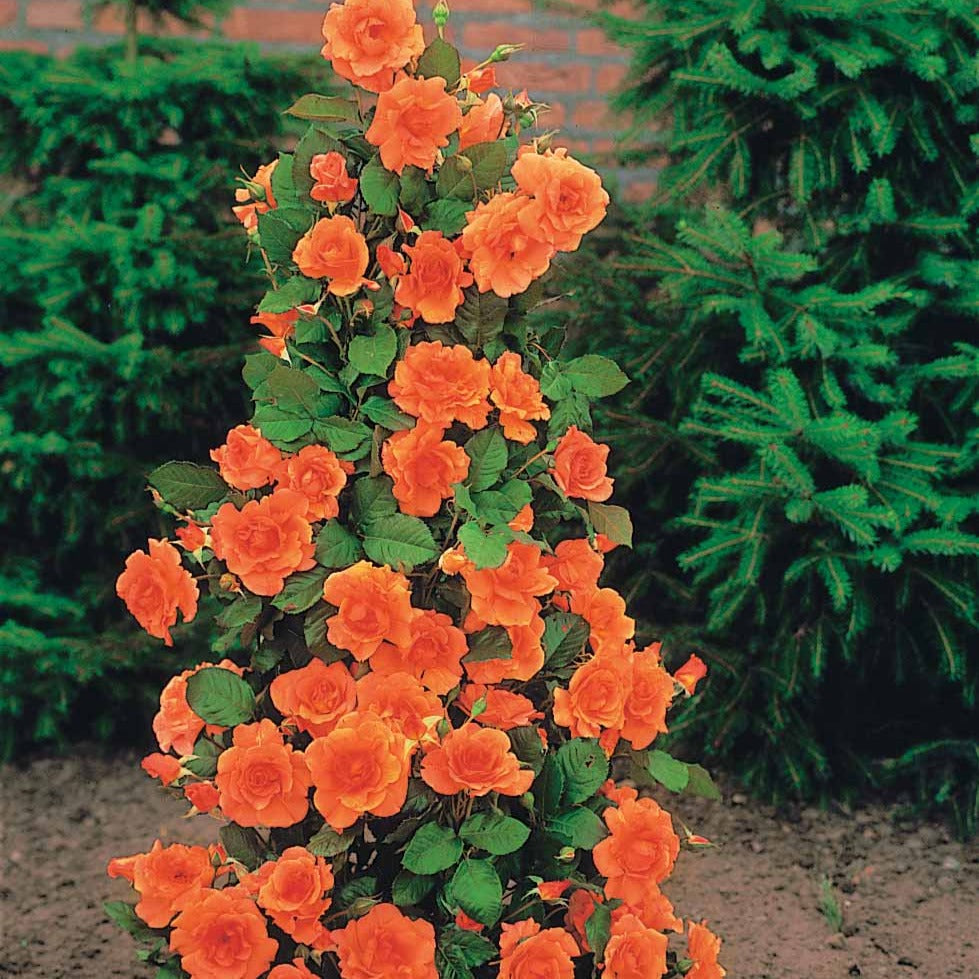 Strauchrose Westerland