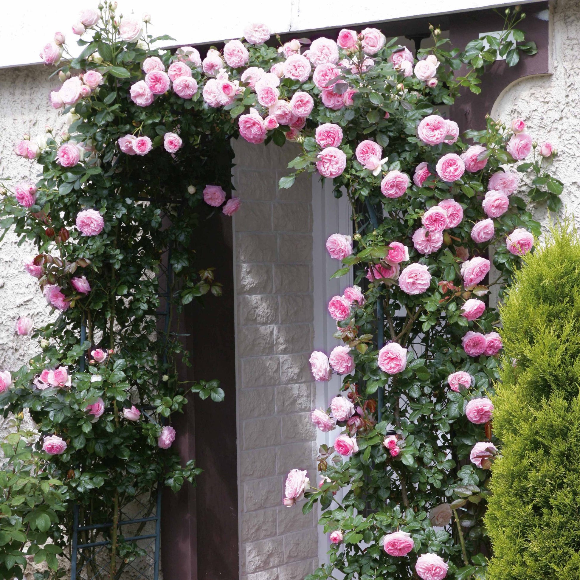 Kletterrosen - Kletterrosen Mischung (Ronsard, Golden Gate, Santana) (x3) - Rosa 'golden gate', 'santana', 'ronsard'