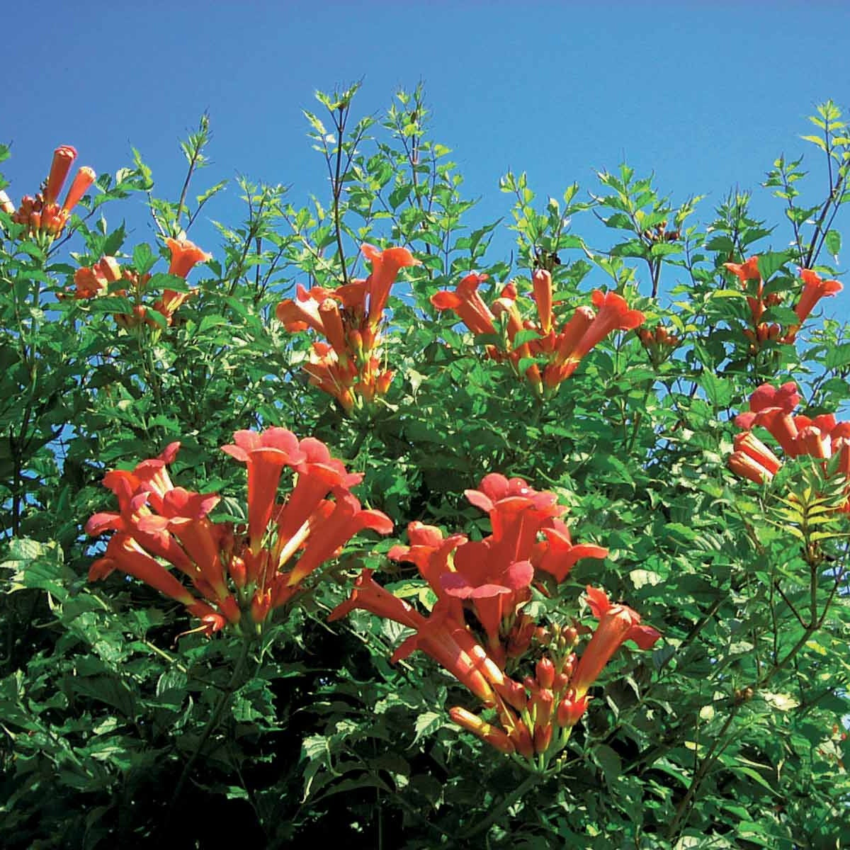 Trompetenblume Madame Galen - Campsis x tagliabuana madame galen - Sträucher und Stauden