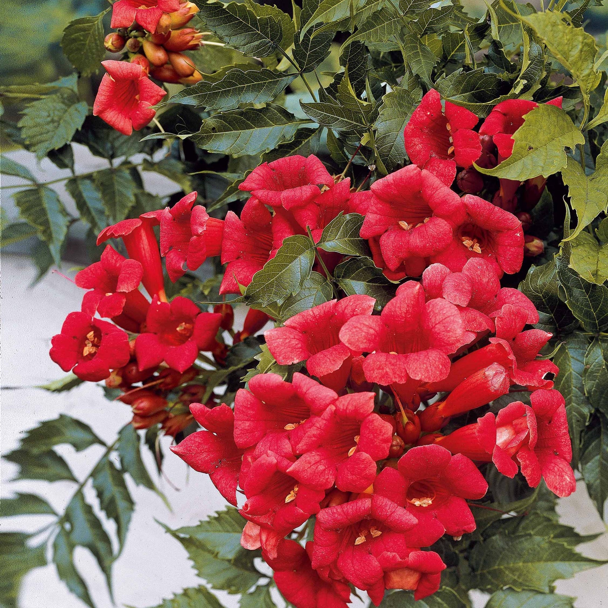 Trompetenblume Madame Galen - Campsis radicans x tagliabuana Madame Galen - Bakker