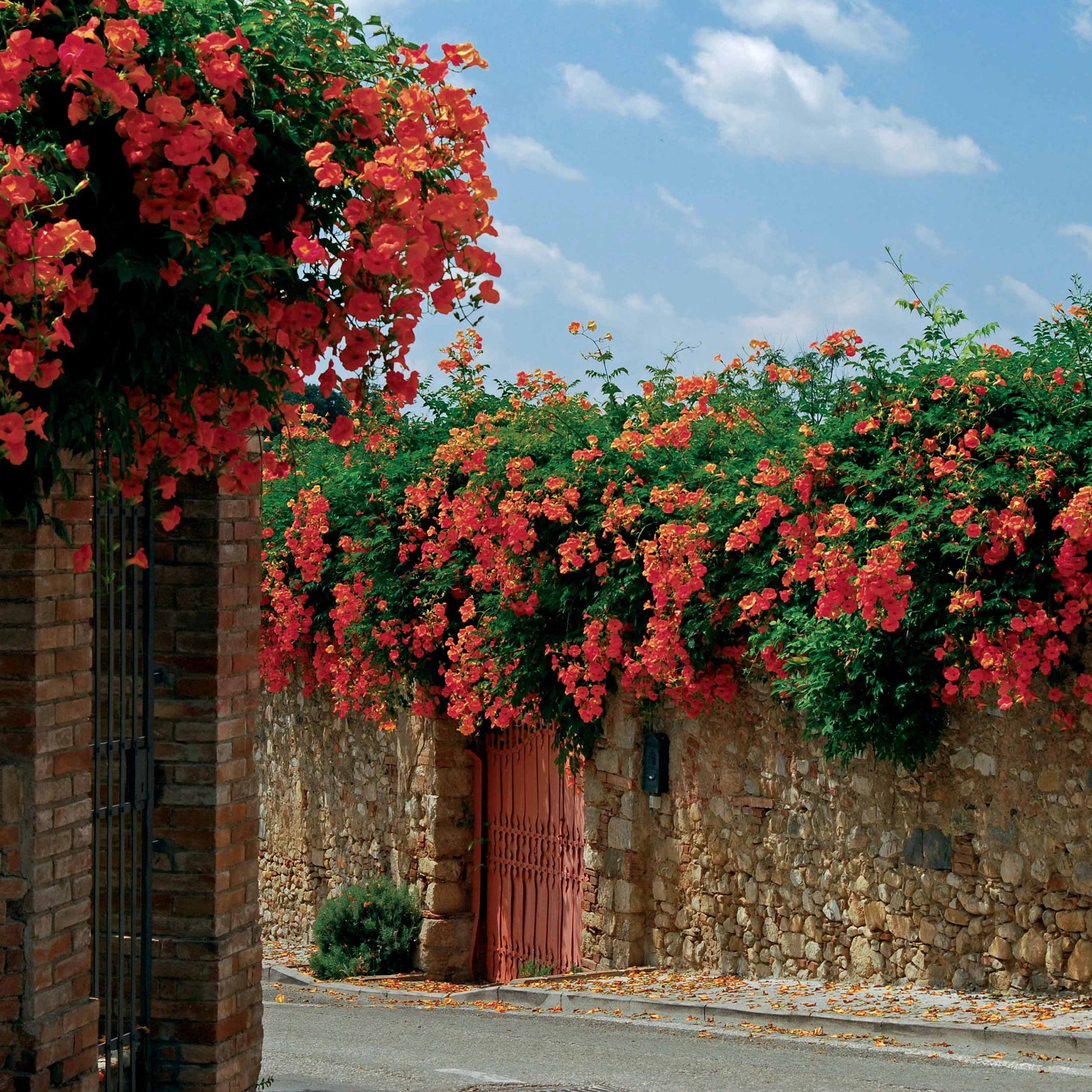 Trompetenblume Madame Galen - Campsis x tagliabuana madame galen