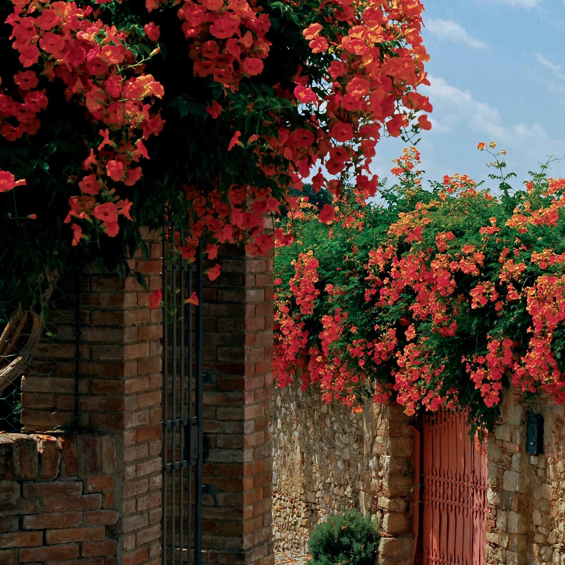 Campsis radicans x tagliabuana Madame Galen - Trompetenblume Madame Galen - Kletterpflanzen