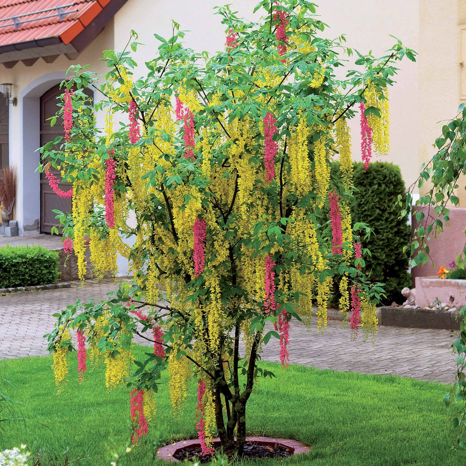 Zweifarbiger Goldregen - Bakker