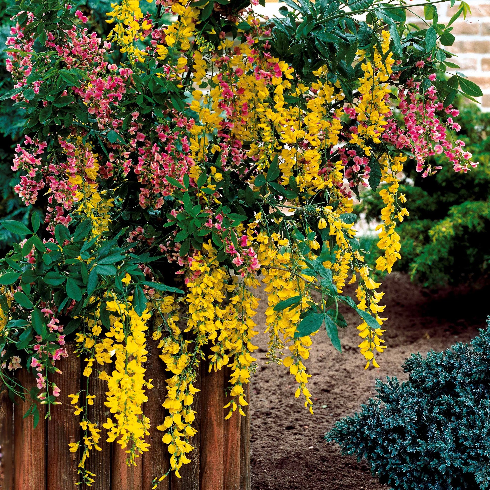 Zweifarbiger Goldregen - Laburnocytisus adamii - Bakker