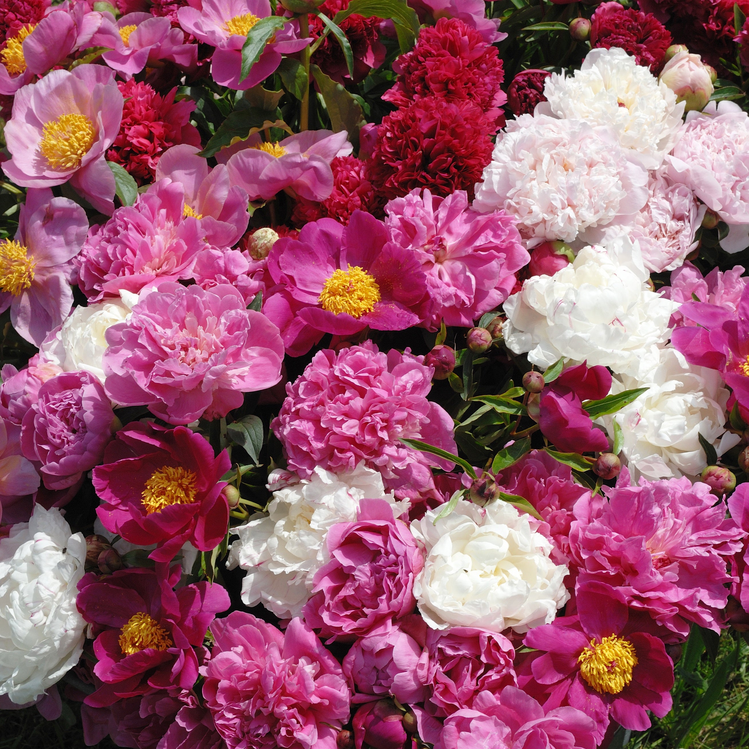 Duftende Pfingstrosen (1 rot + 1 rosa + 1 weiß) (x3) Paeonia