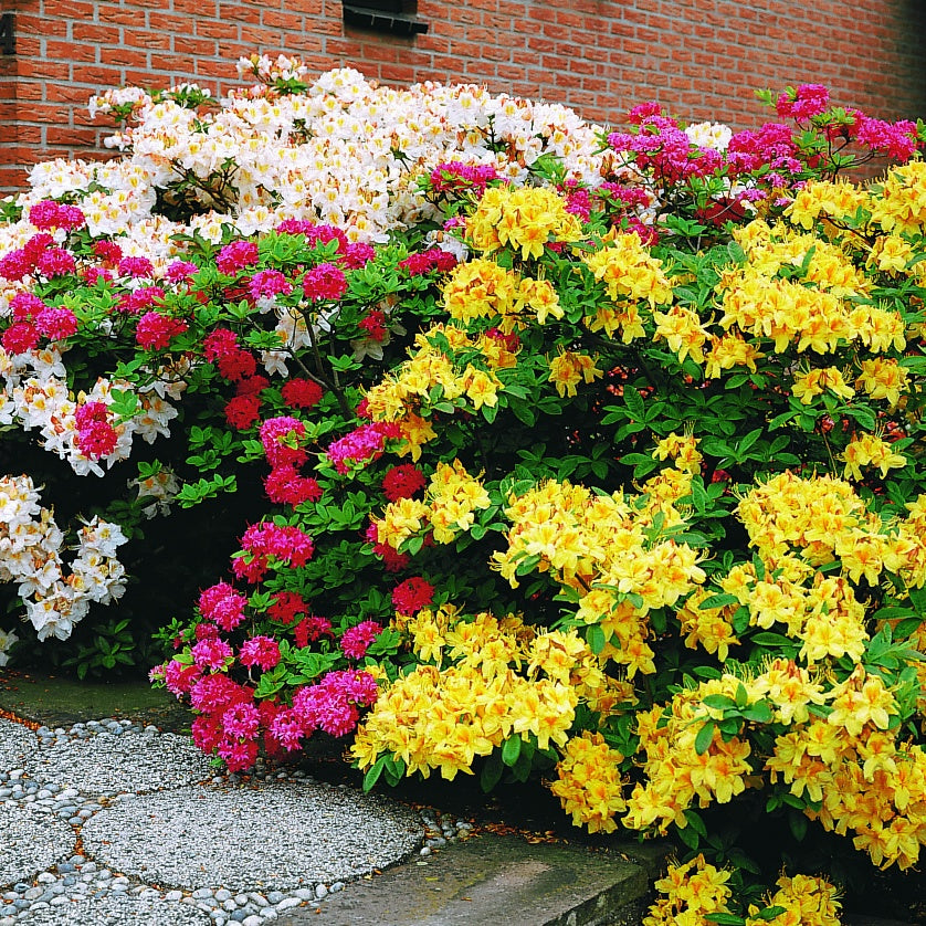 Azalee (Chinesische) 'Harvest Moon' - Rhododendron (Azalea) mollis Harvest  Moon