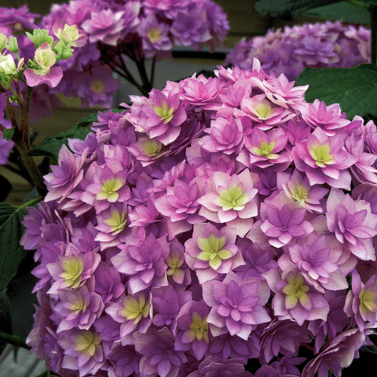 Bauernhortensie Expression - Hydrangea macrophylla 'youmesix' expression - Gartenpflanzen