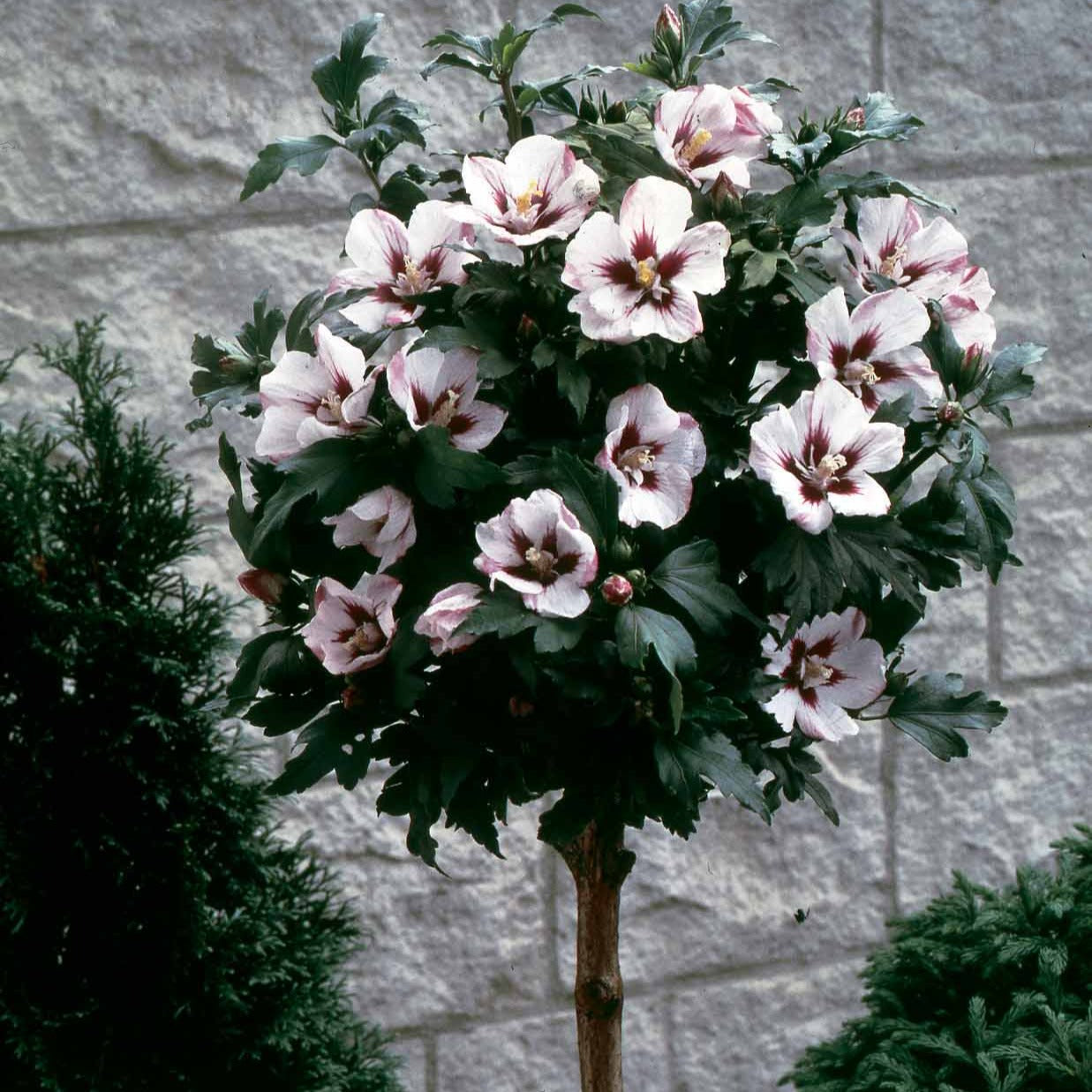 Hibiskus-Stämmchen weiß/rot - Hibiscus syriacus - Bakker