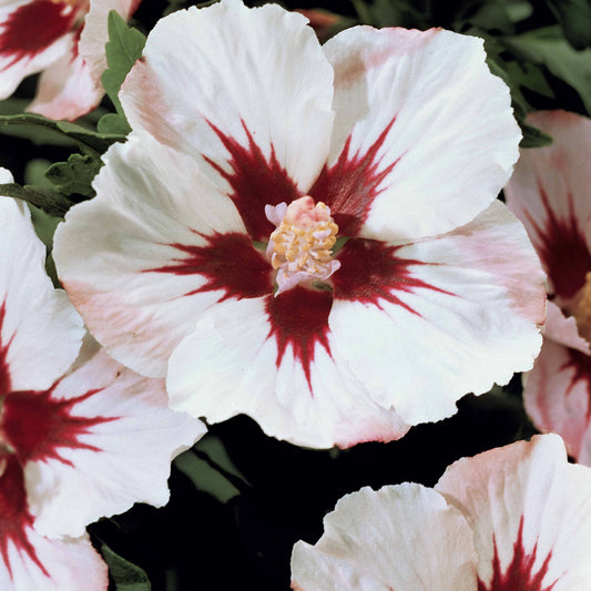 Hibiskus-Stämmchen weiß/rot - Hibiscus syriacus - Sträucher und Stauden