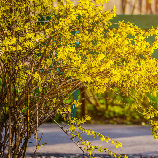 Goldglöckchen - Forsythia x intermedia spectabilis - Sträucher