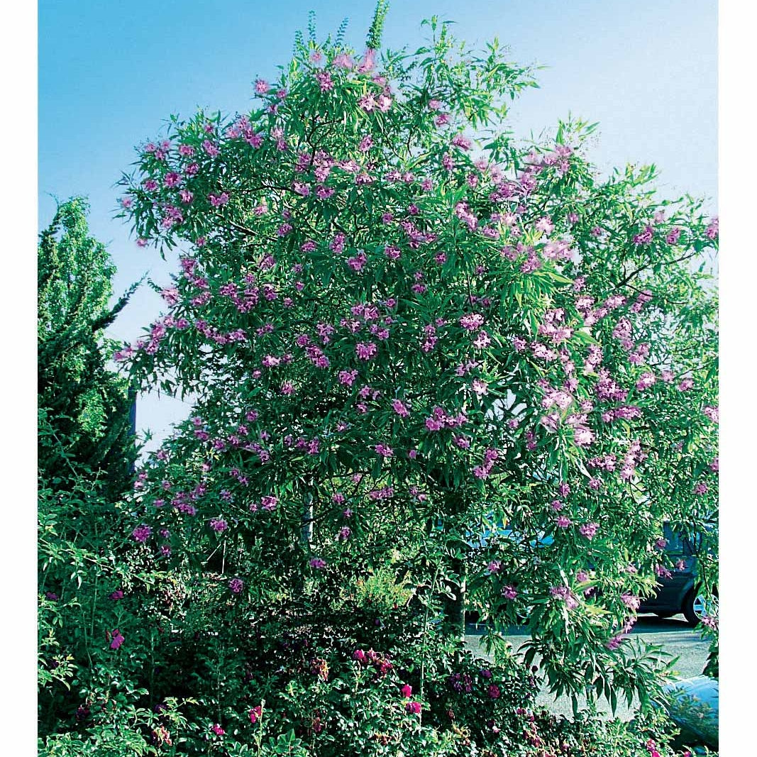 Baumoleander Pink Dawn - Chitalpa tashkentensis pink dawn - Terrasse balkon