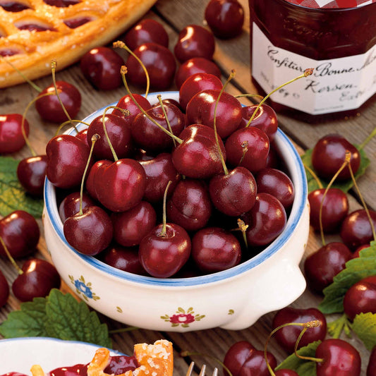 Kirschbaum Bigarreau Van - Bakker