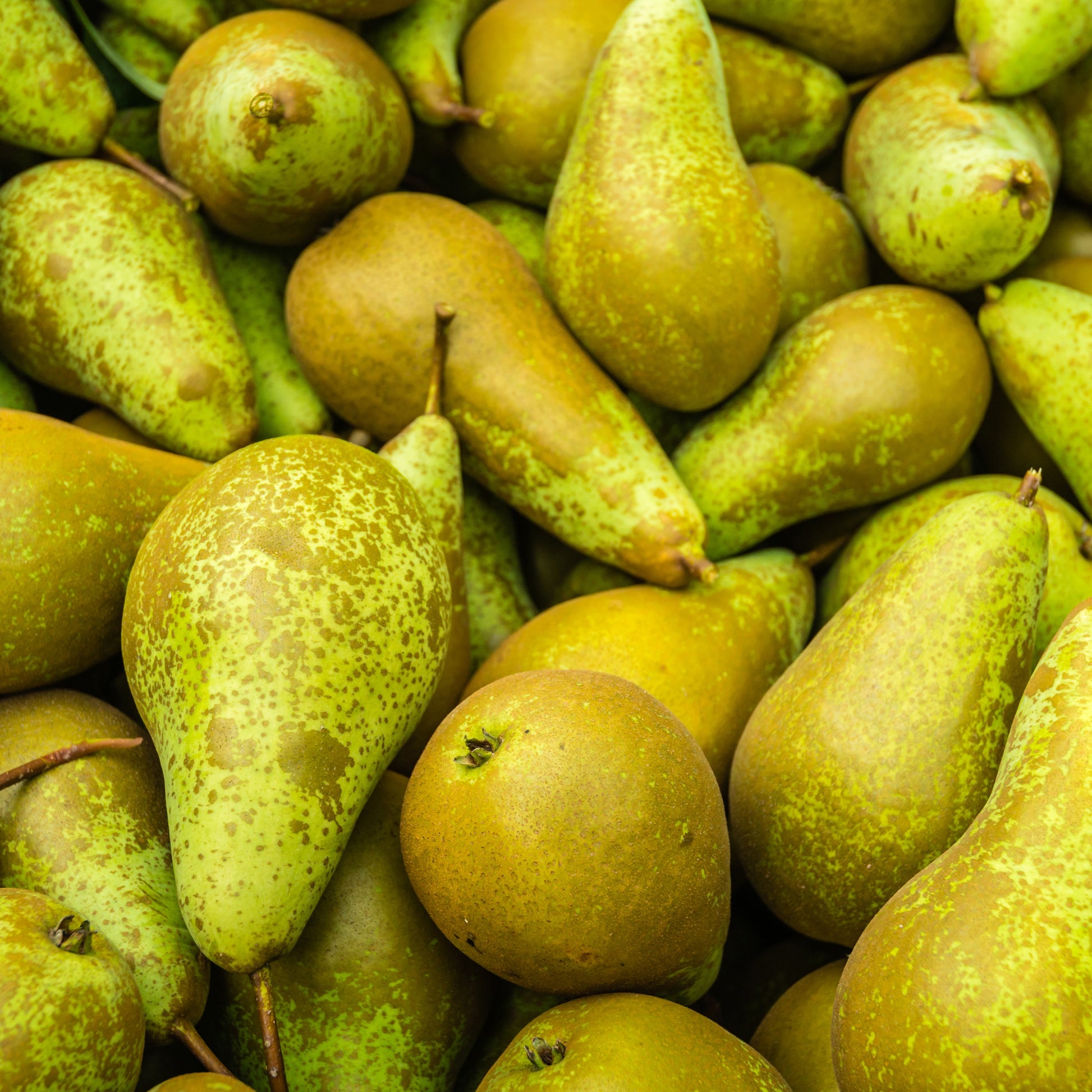 Pyrus communis Conférence - Birnbaum Conference - Birnbäume