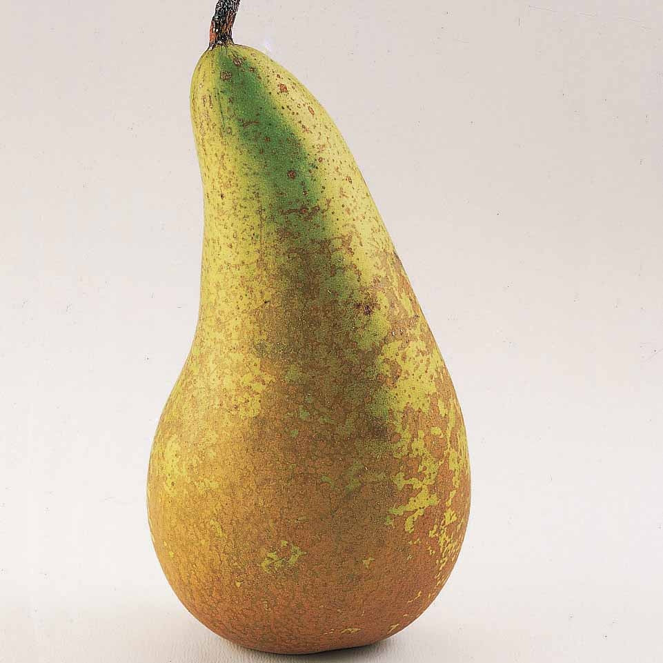 Birnbäume - Birnbaum Conference - Pyrus communis Conférence