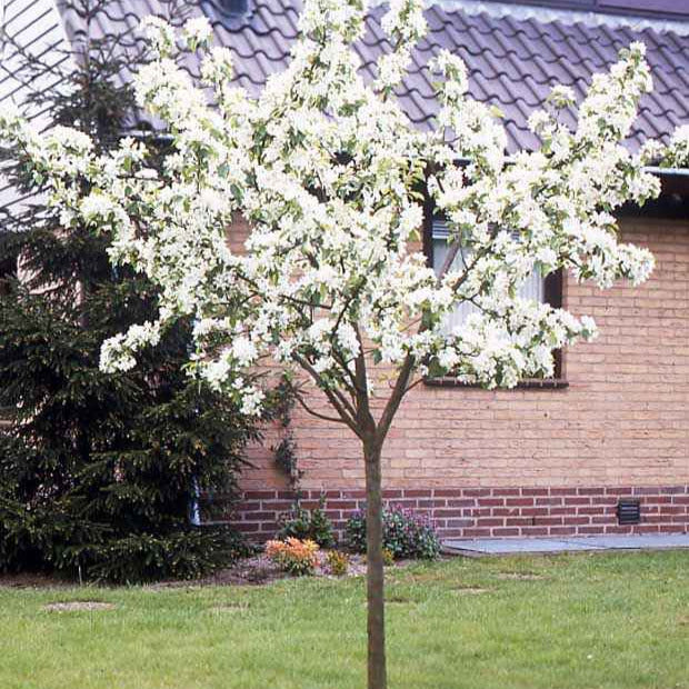 Verkauf Birnbaum Conference - Pyrus communis Conférence