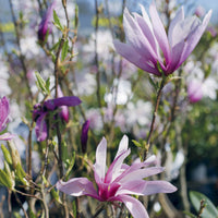 Magnolie Susan - Magnolia susan - Gartenpflanzen
