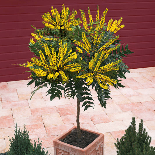 Mahonie Charity auf Stamm - Mahonia x media charity - Gartenpflanzen