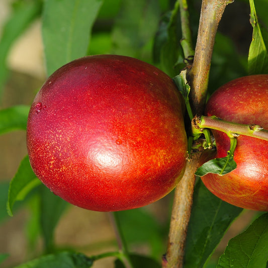 Mini-Nektarine Morton - Prunus persica Morton - Pfirsich