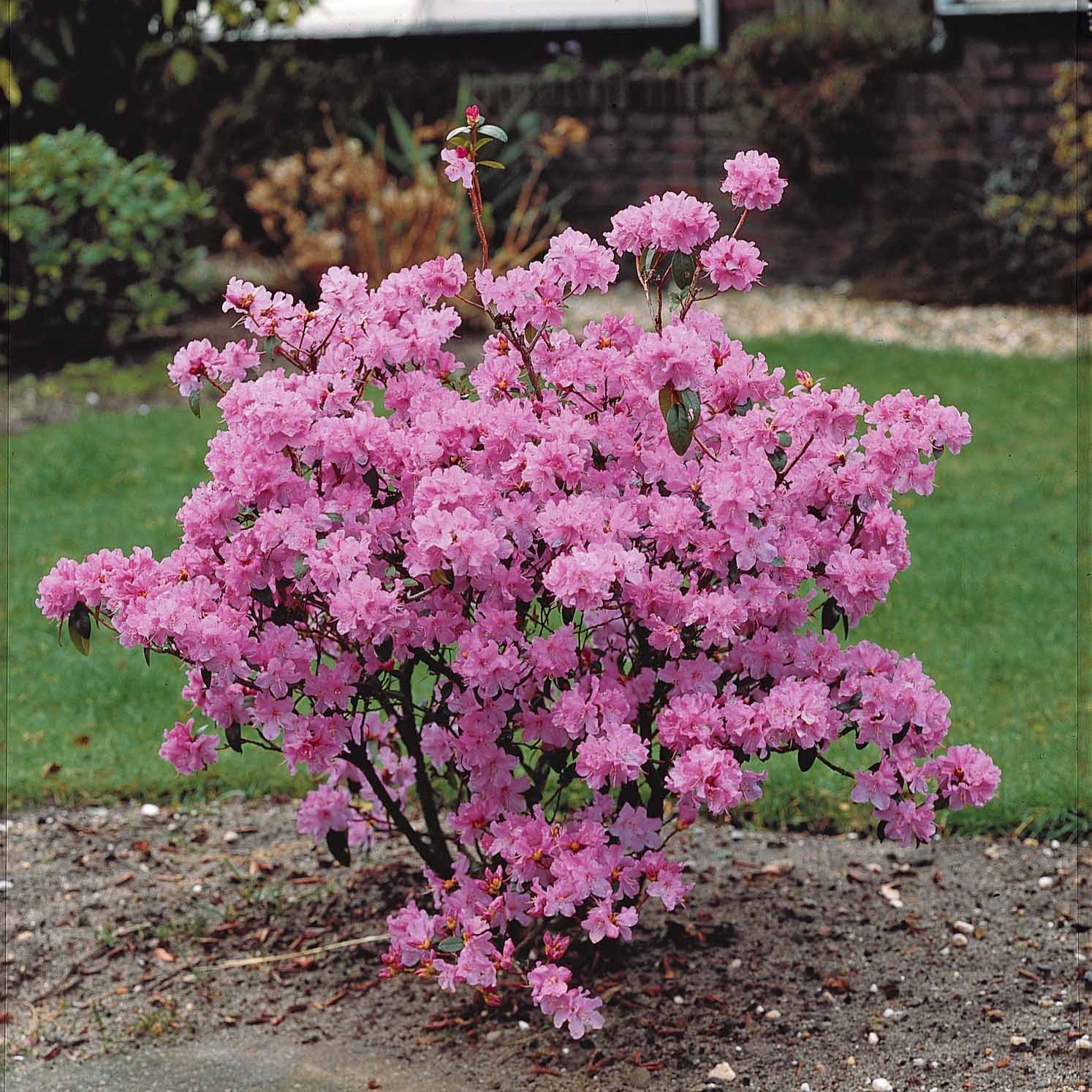 Früh-Rhododendron