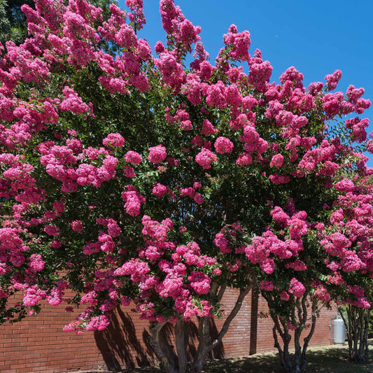 Lagerströmie rosa - Bakker