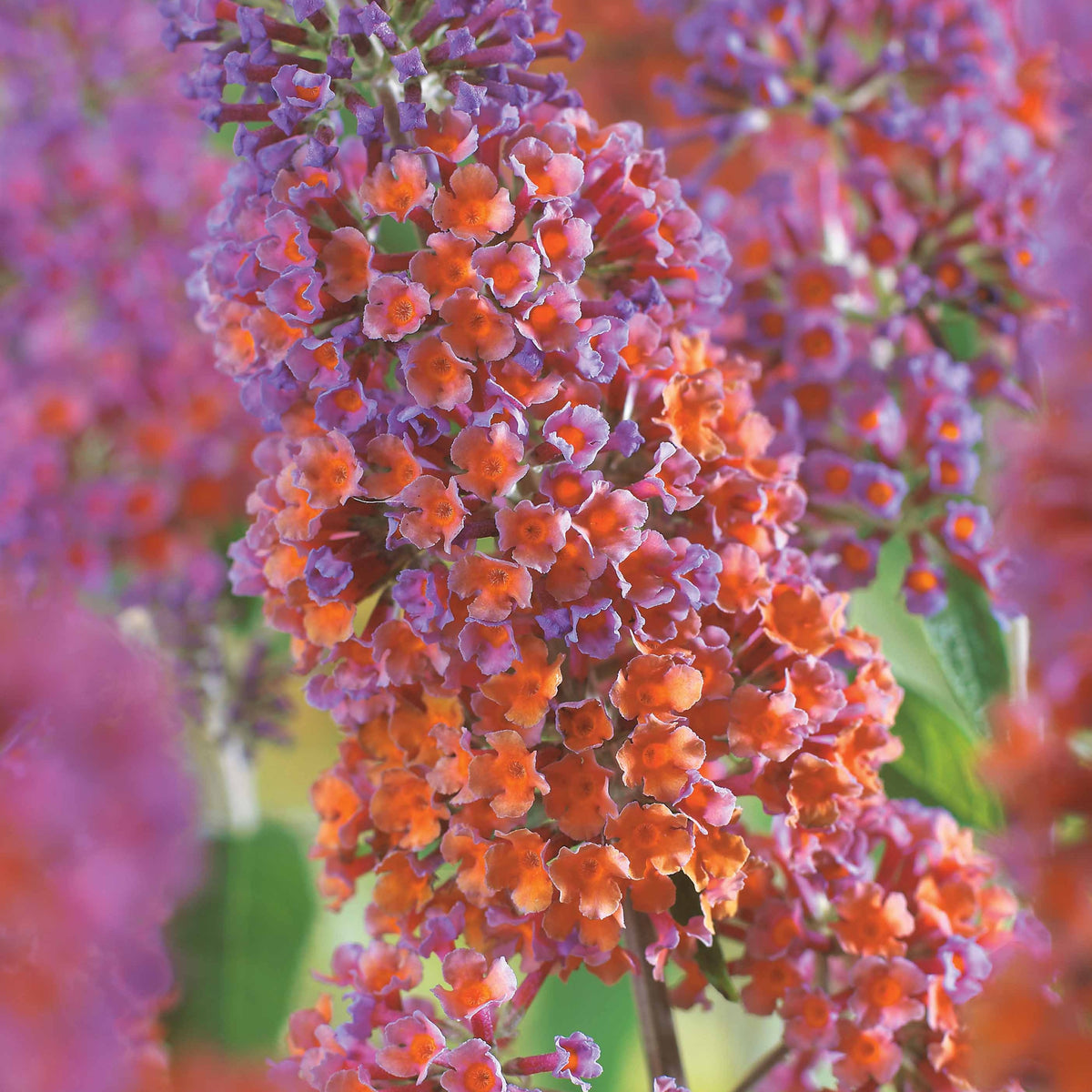 Buddleja davidii Flower Power - Sommerflieder Flower Power - Sträucher