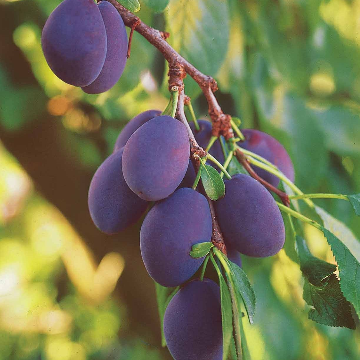 Pflaumenbaum Quetsche d'Alsace - Prunus domestica quetsche d'alsace - Obst