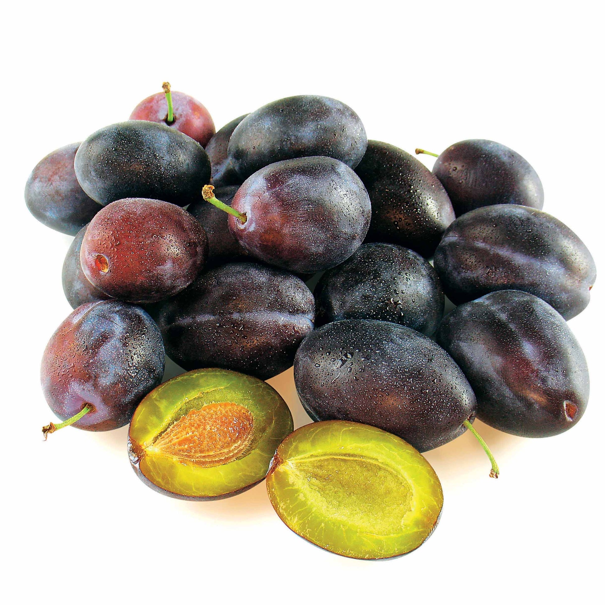 Pflaumenbaum Quetsche d'Alsace - Bakker