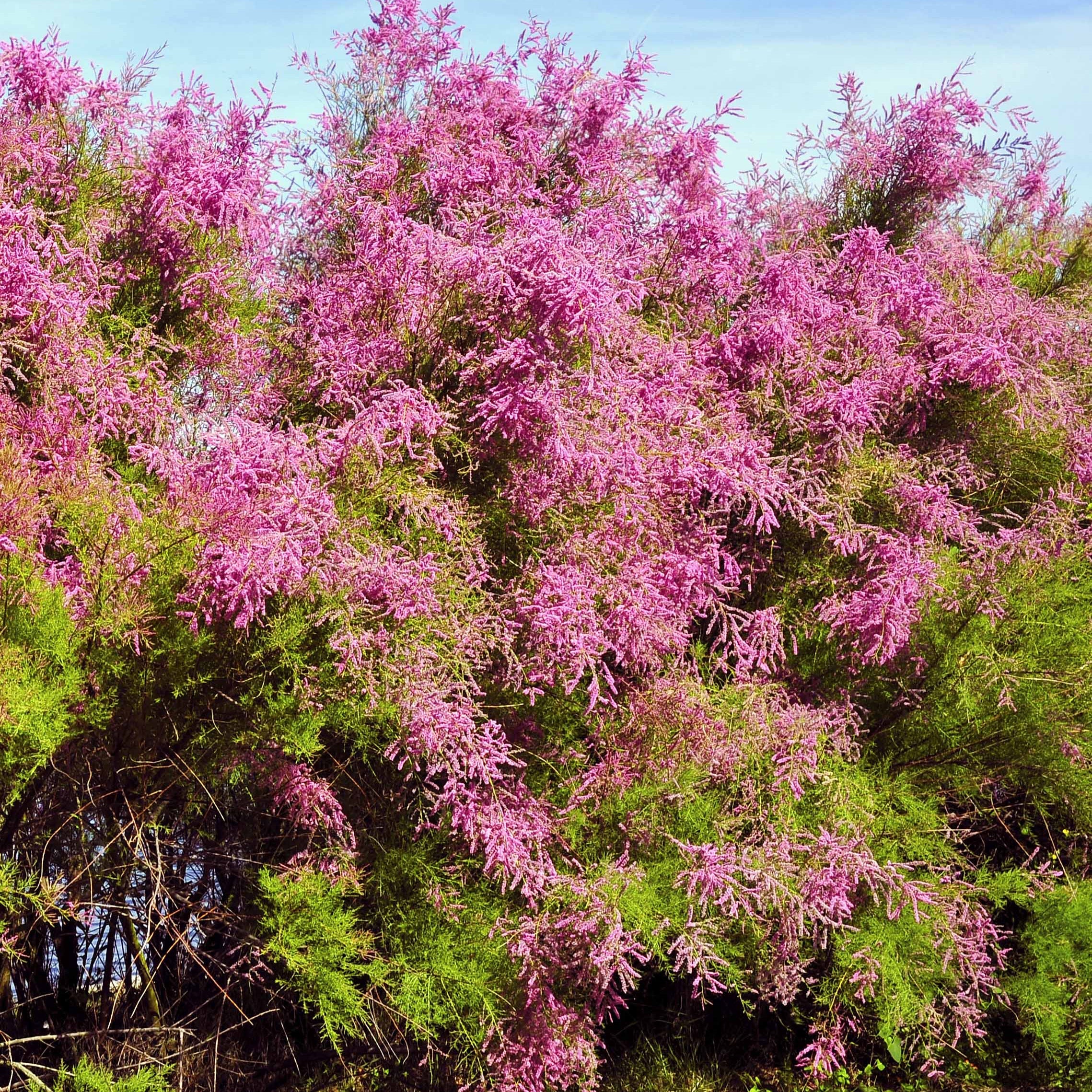 Tamariske