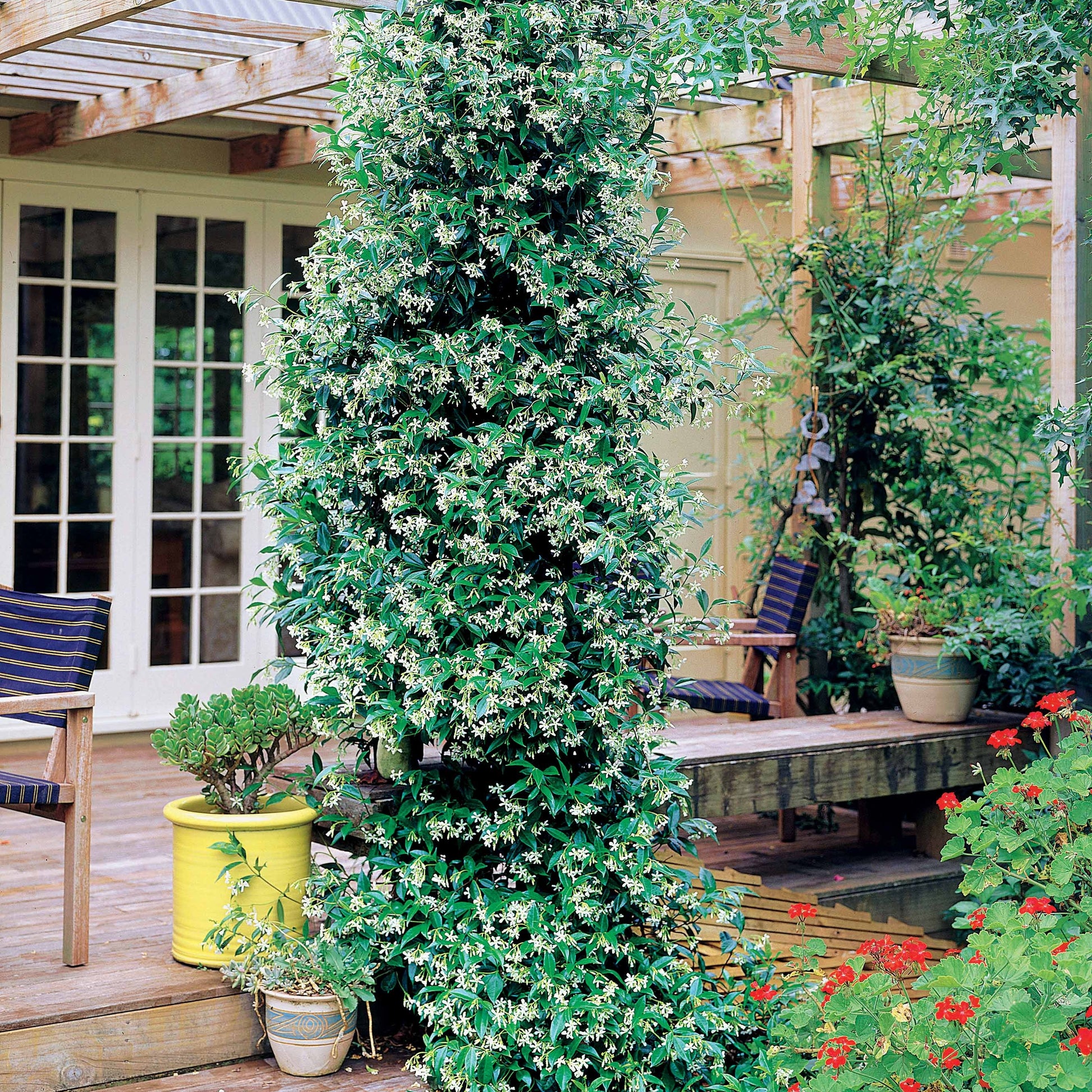 Verkauf Sternjasmin - Trachelospermum jasminoides