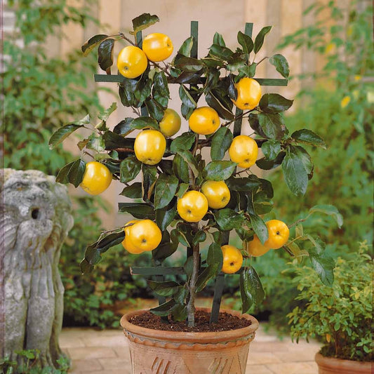 Mini-Apfelbaum Golden Delicious - Bakker