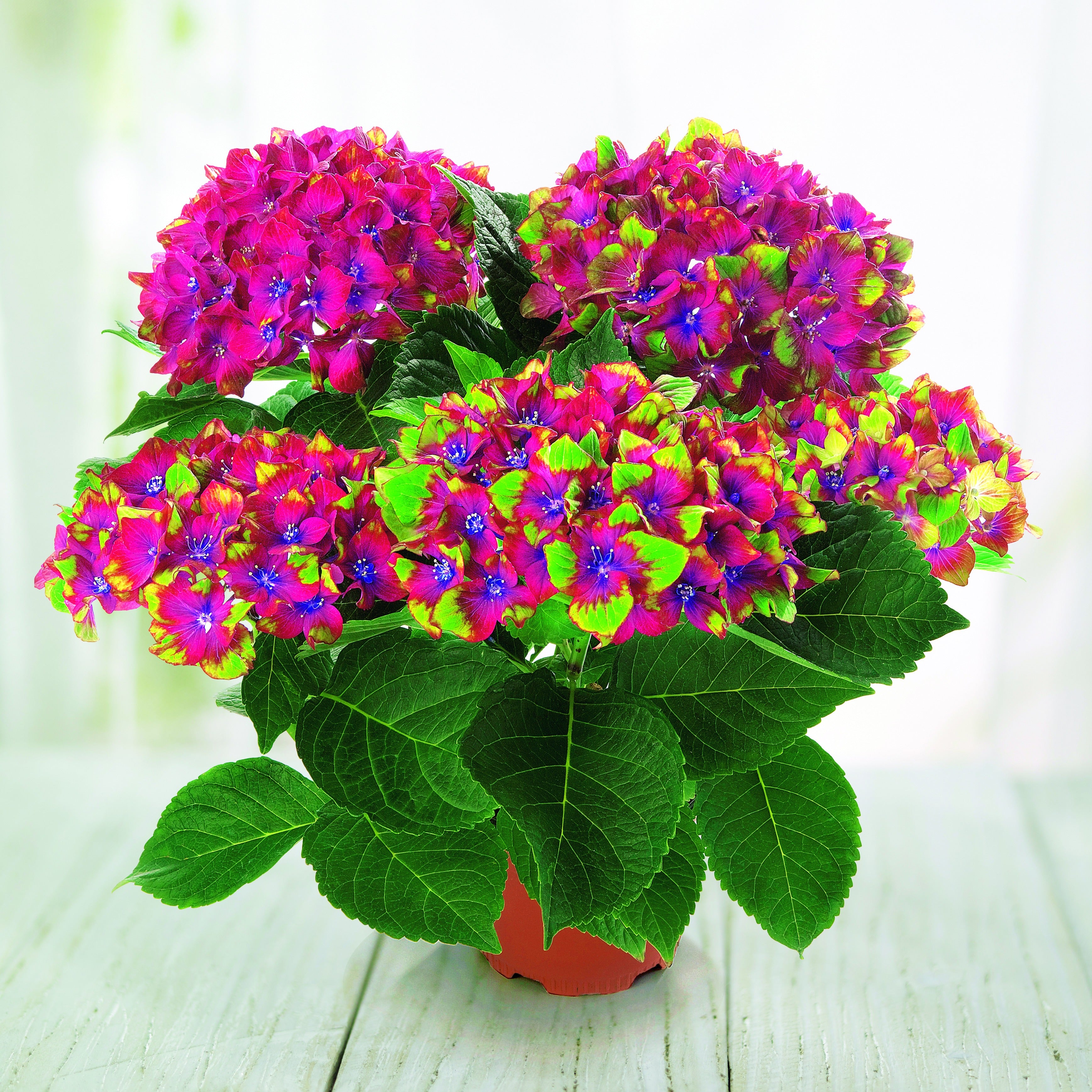 Bauernhortensie Saxon ® - Hydrangea macrophylla Saxon ®