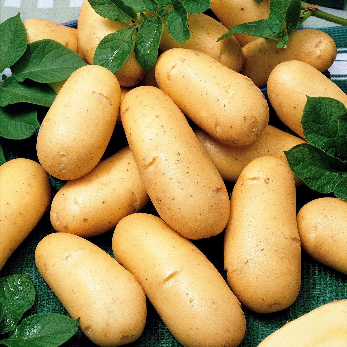 Kartoffeln: Sorten für 6 Erntemonate (x80) - Bakker