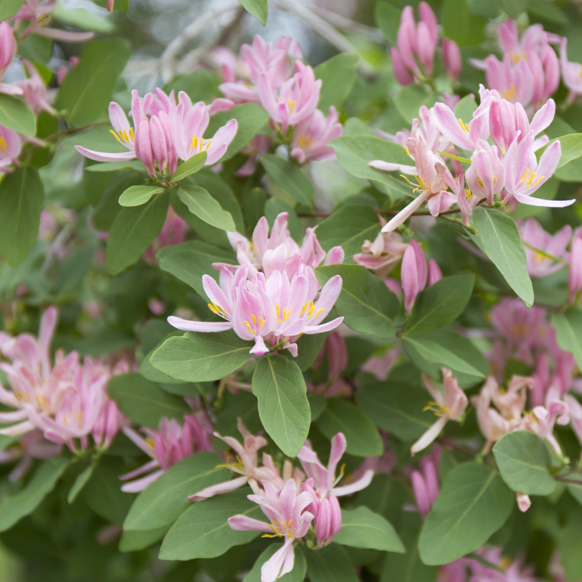 Tatarische Heckenkirsche Rosea - Lonicera tatarica rosea