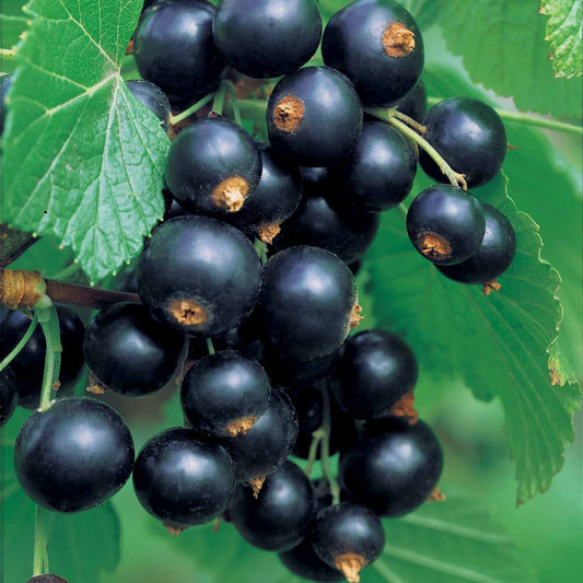 Schwarzes Johannisbeer Stämmchen - Ribes nigrum - Obst