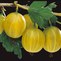 Weisse Stachelbeere auf Stamm - Ribes uva-crispa