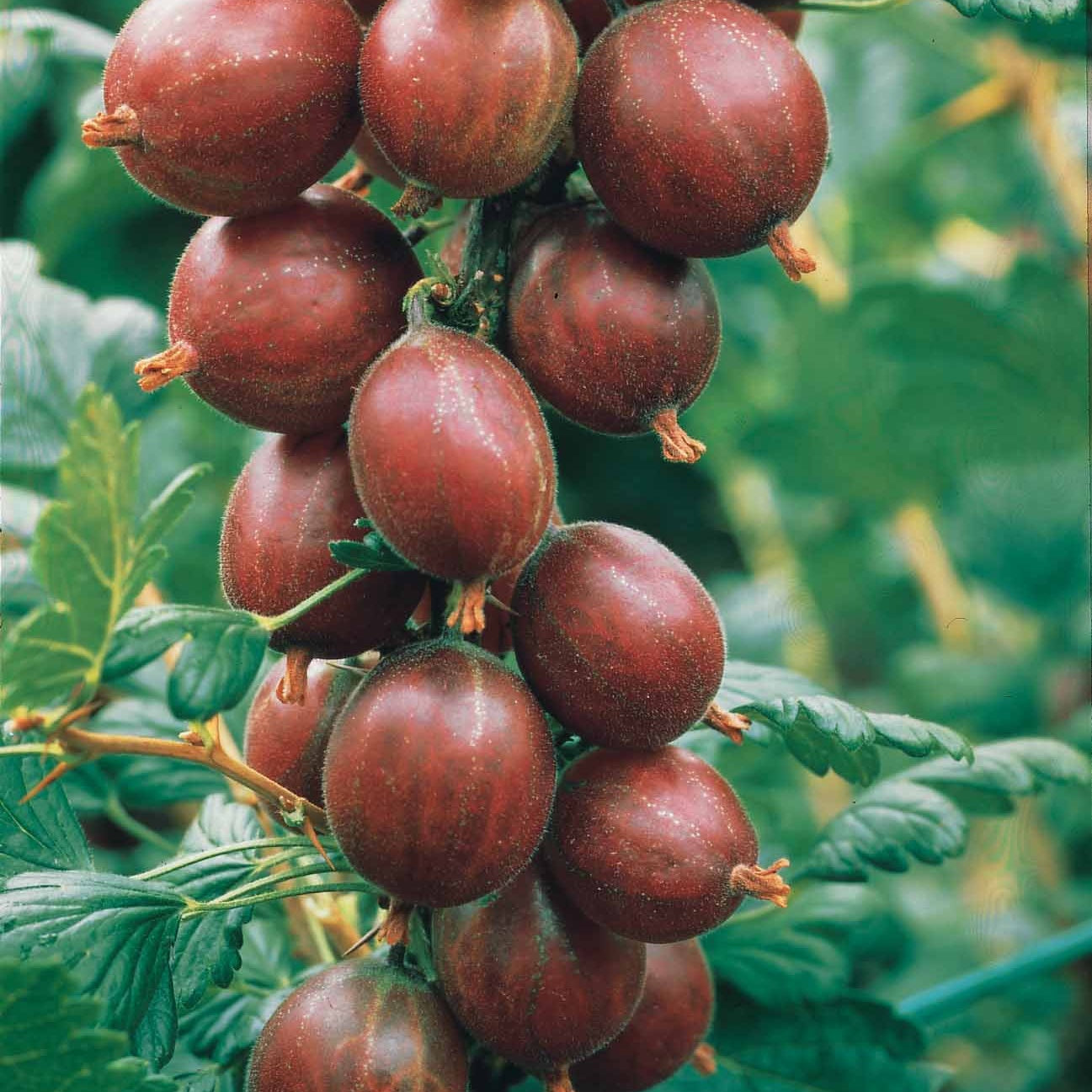 Rote Stachelbeere auf Stamm - Ribes uva-crispa - Obst