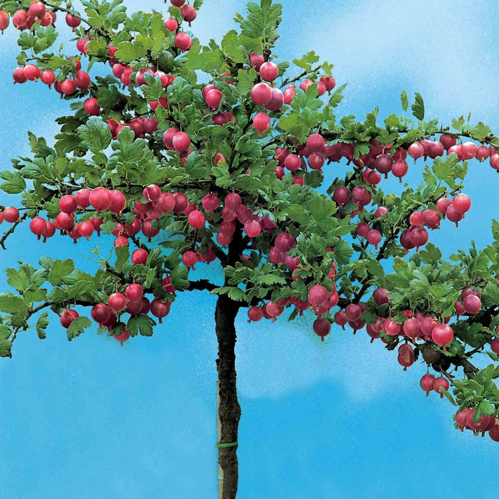Rote Stachelbeere auf Stamm