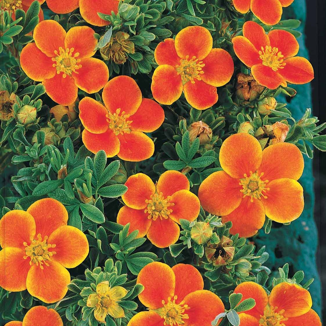 zimmerpflanzen blühend orange Fingerstrauch Hecke Orange/Gelb/Weiß (x3) - Potentilla 'hopley's' orange,  goldfinger jaune, 'a