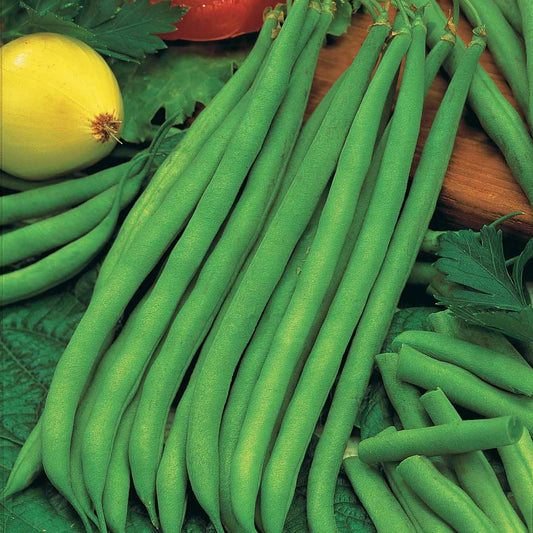 Buschbohne, Princesse nain double de Hollande - Bakker