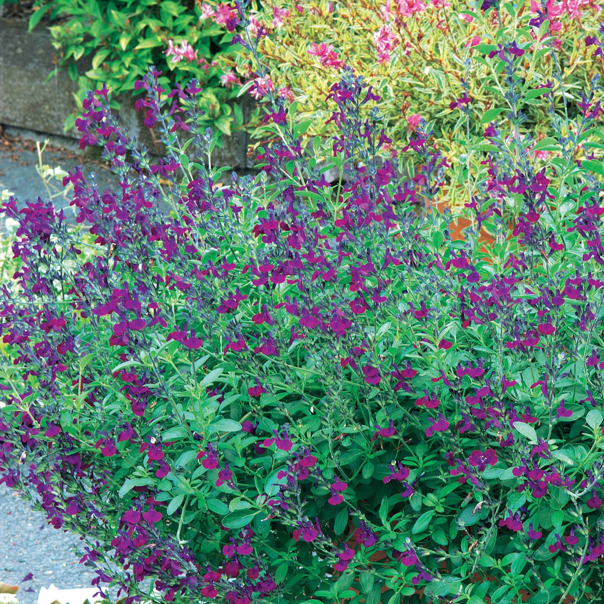 Salvia jamensis Violette de Loire ® Barsal - Salbei Violette de Loire ® - Salbei