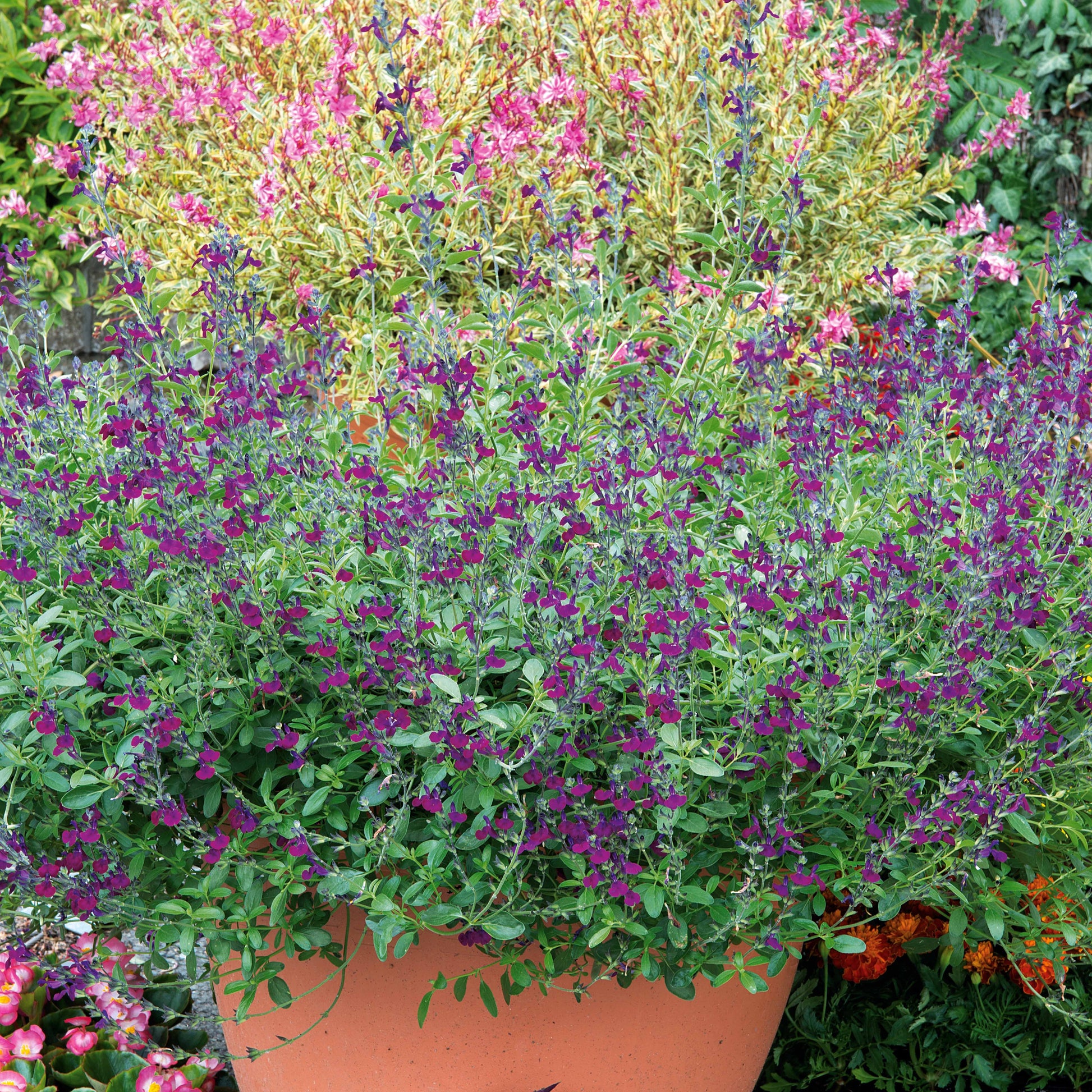 Verkauf Salbei Violette de Loire ® - Salvia jamensis Violette de Loire ® Barsal