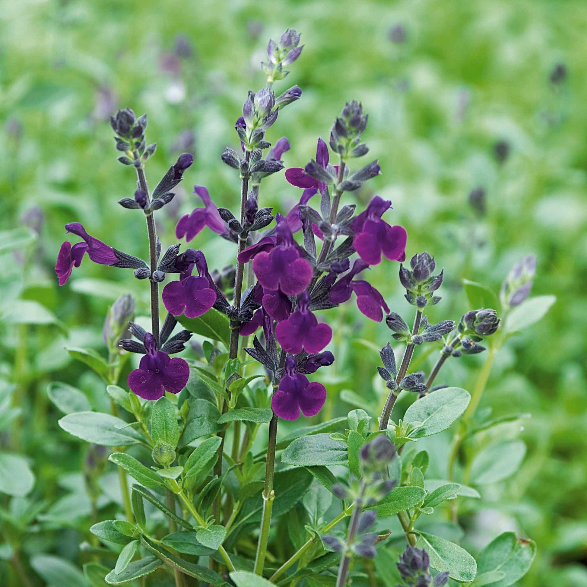 Salbei - Salbei Violette de Loire ® - Salvia jamensis Violette de Loire ® Barsal