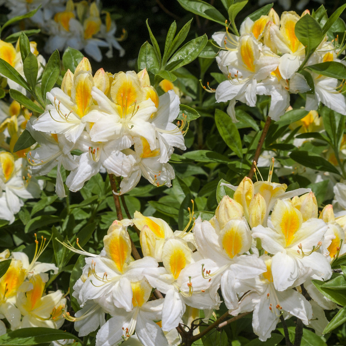 Azalee (China) Weiß - Rhododendron (Azalea) mollis Persil - Bakker