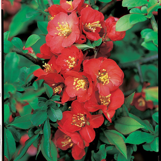 Japanische Quitte Cido - Bakker