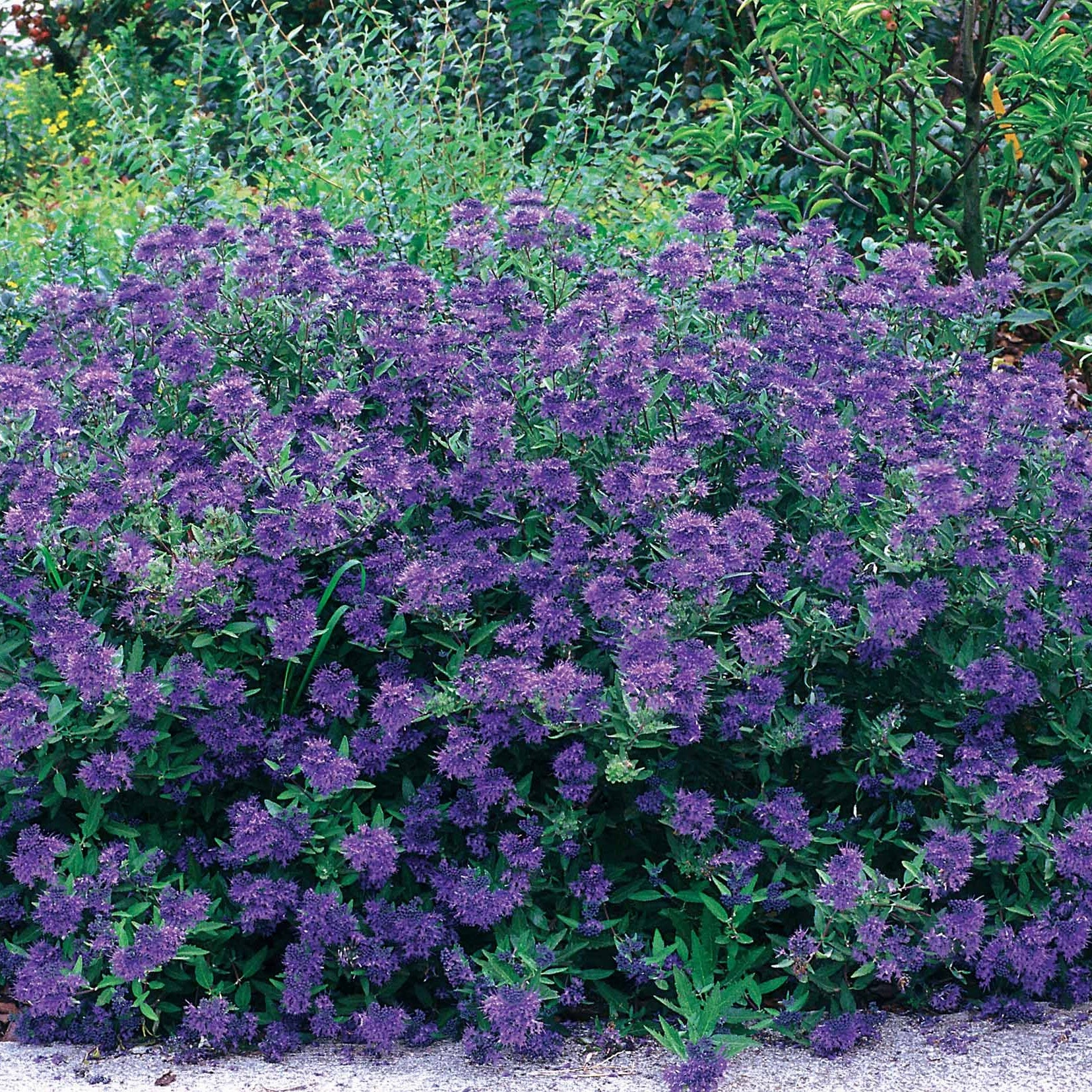 Bartblume Blauer Spatz