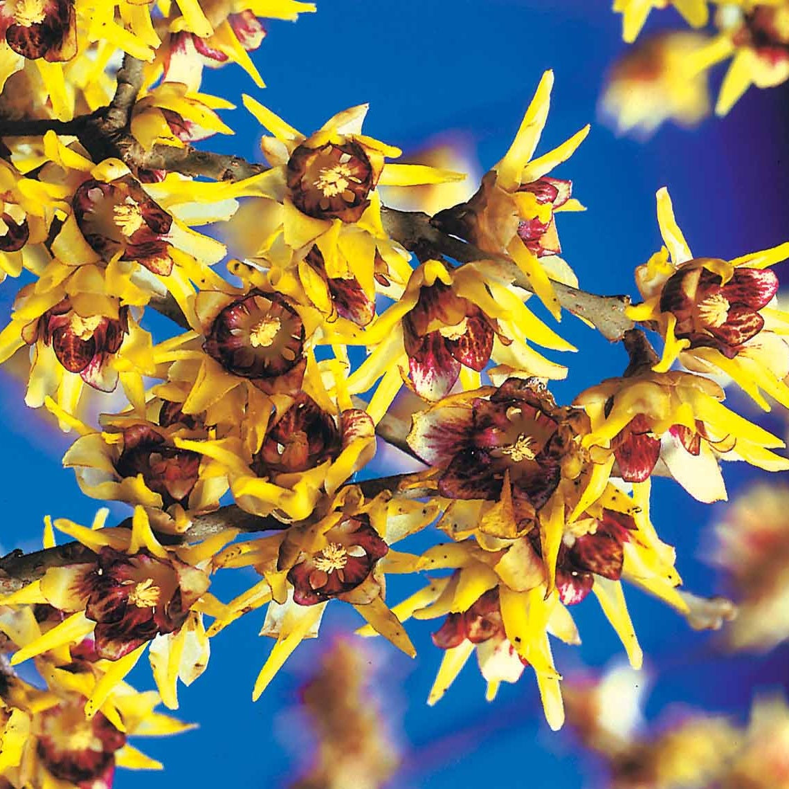 Chimonanthus praecox - Winterblüte - Sträucher